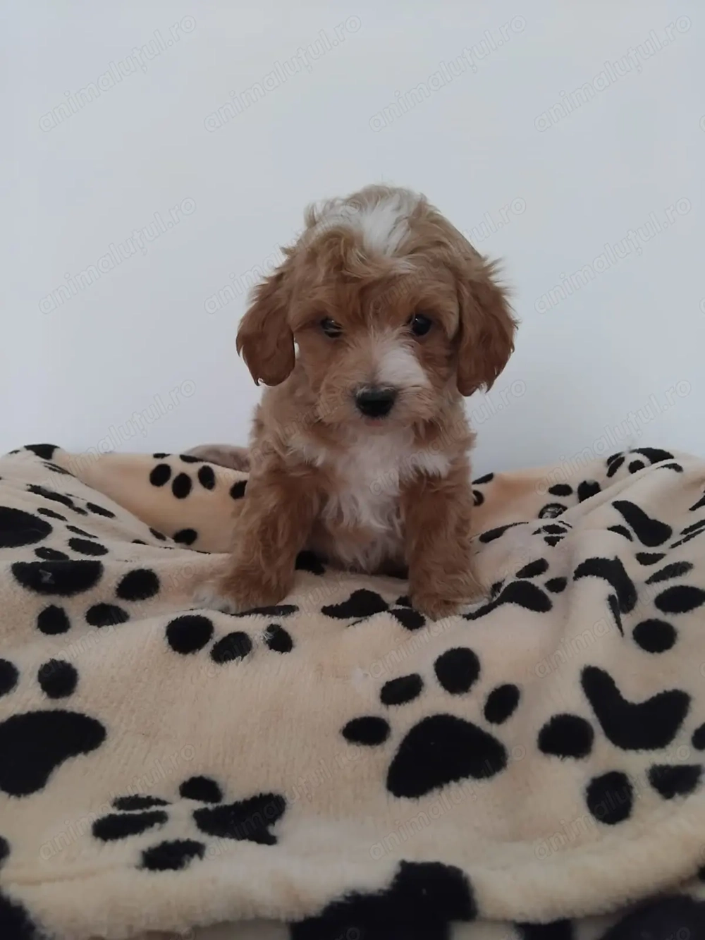 Pui rasa Maltipoo Toy de calitate, cu garanție medicală