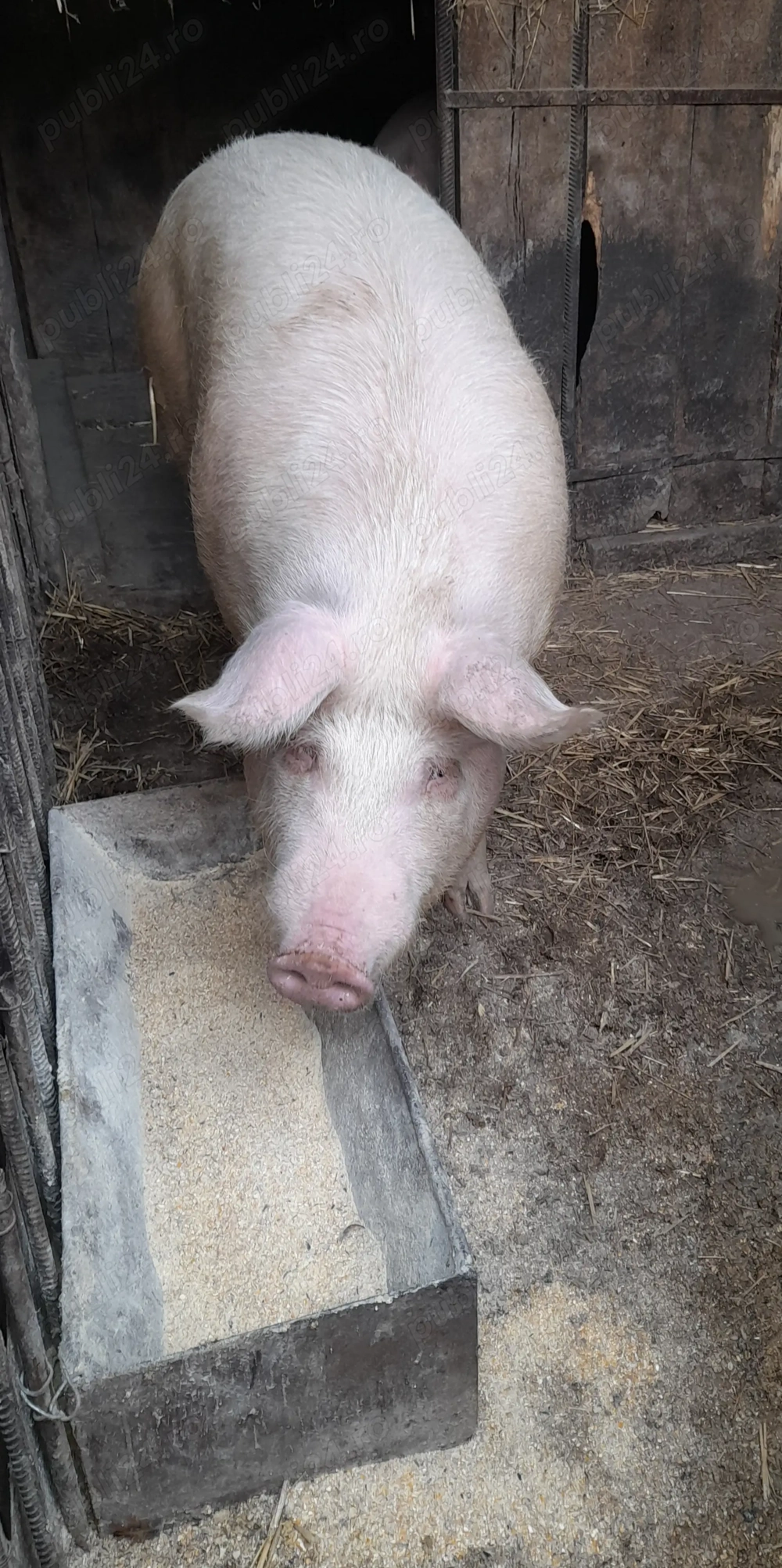 Vand porc rasa Marele Alb