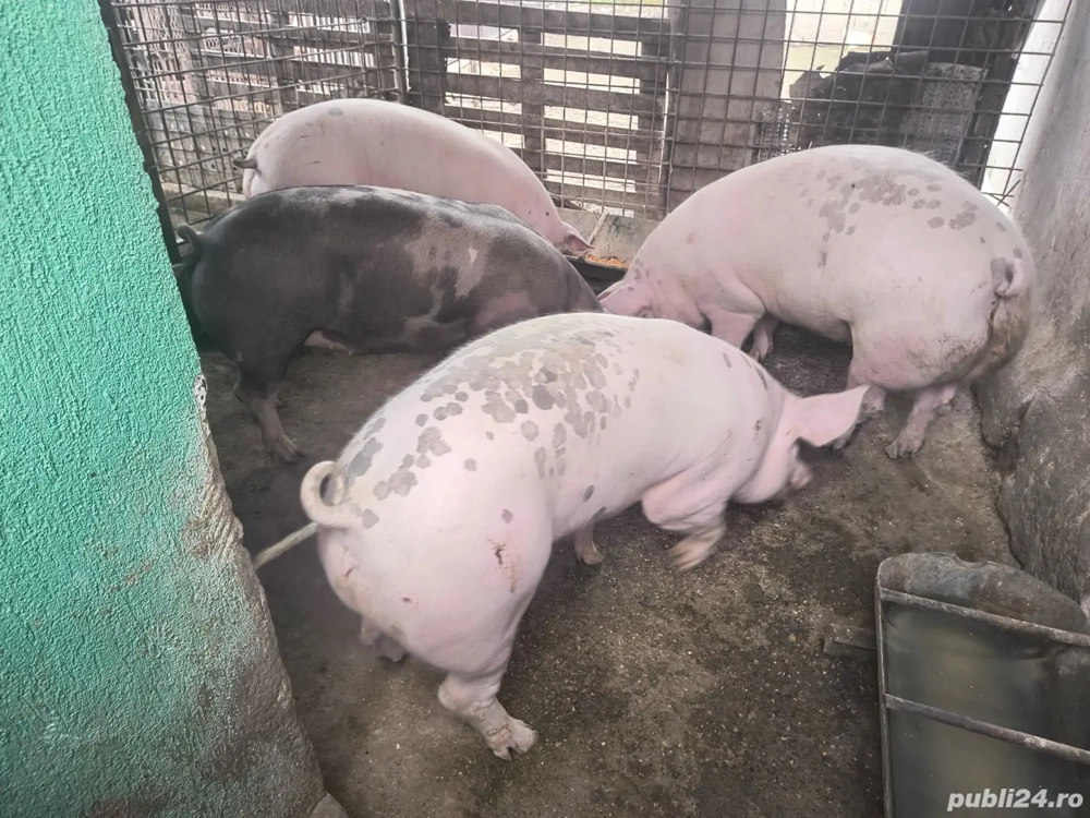 Vand 6 porci de 120kg-300kg.