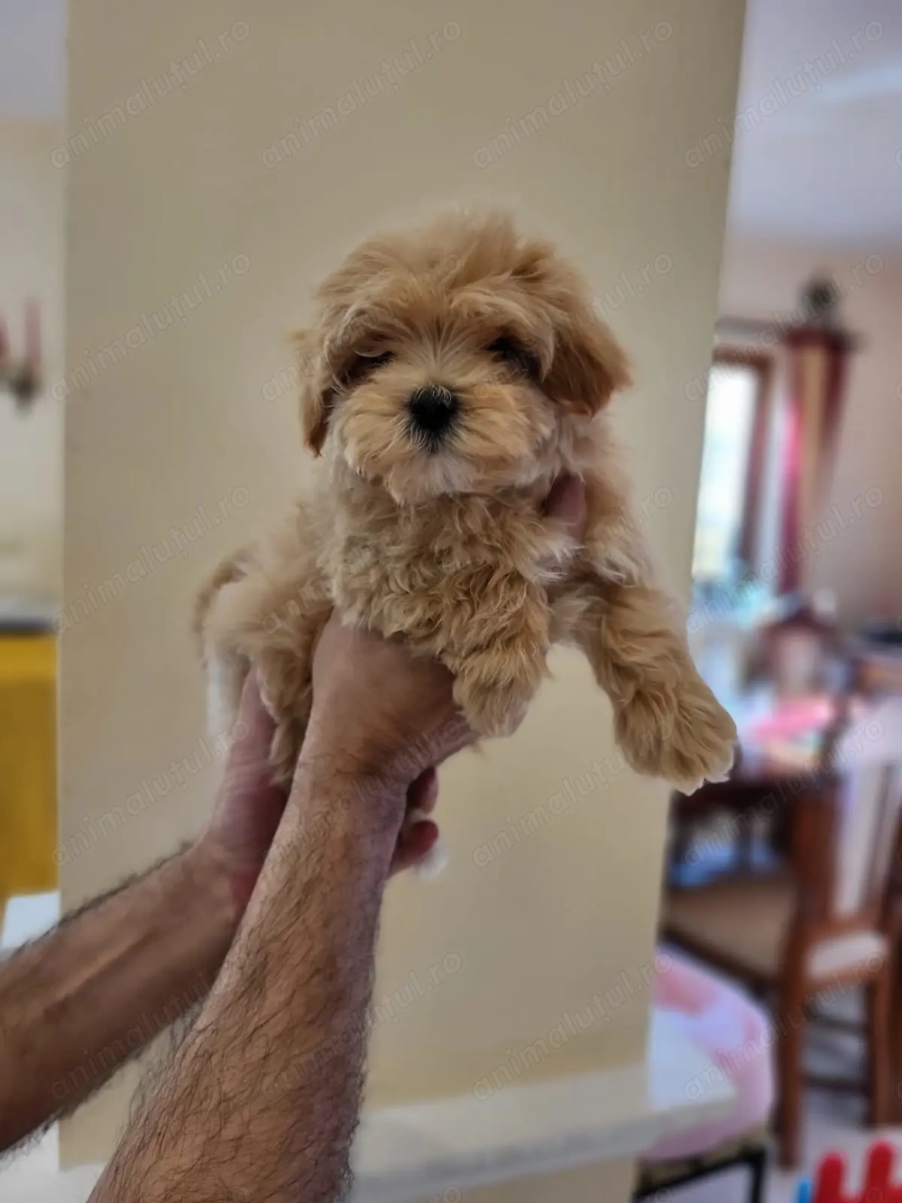 Pui rasa Maltipoo de calitate, cu garanție medicală