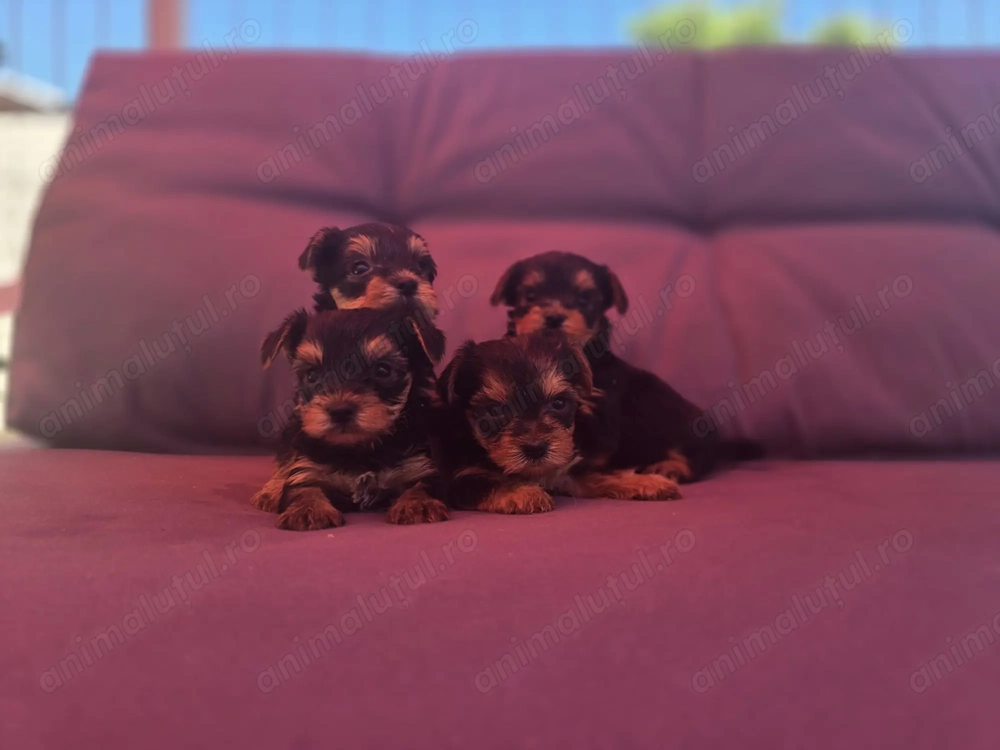 Pui rasa Yorkshire Terrier Toy de calitate, cu garanție medicală