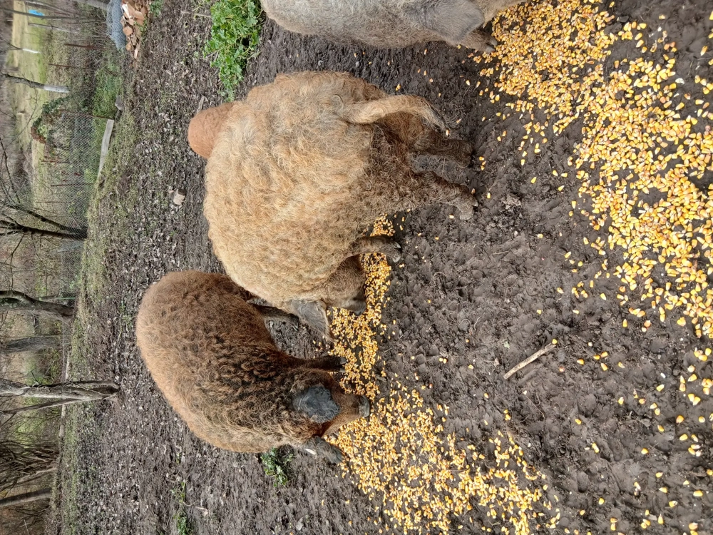 Purcei si soldani mangalita