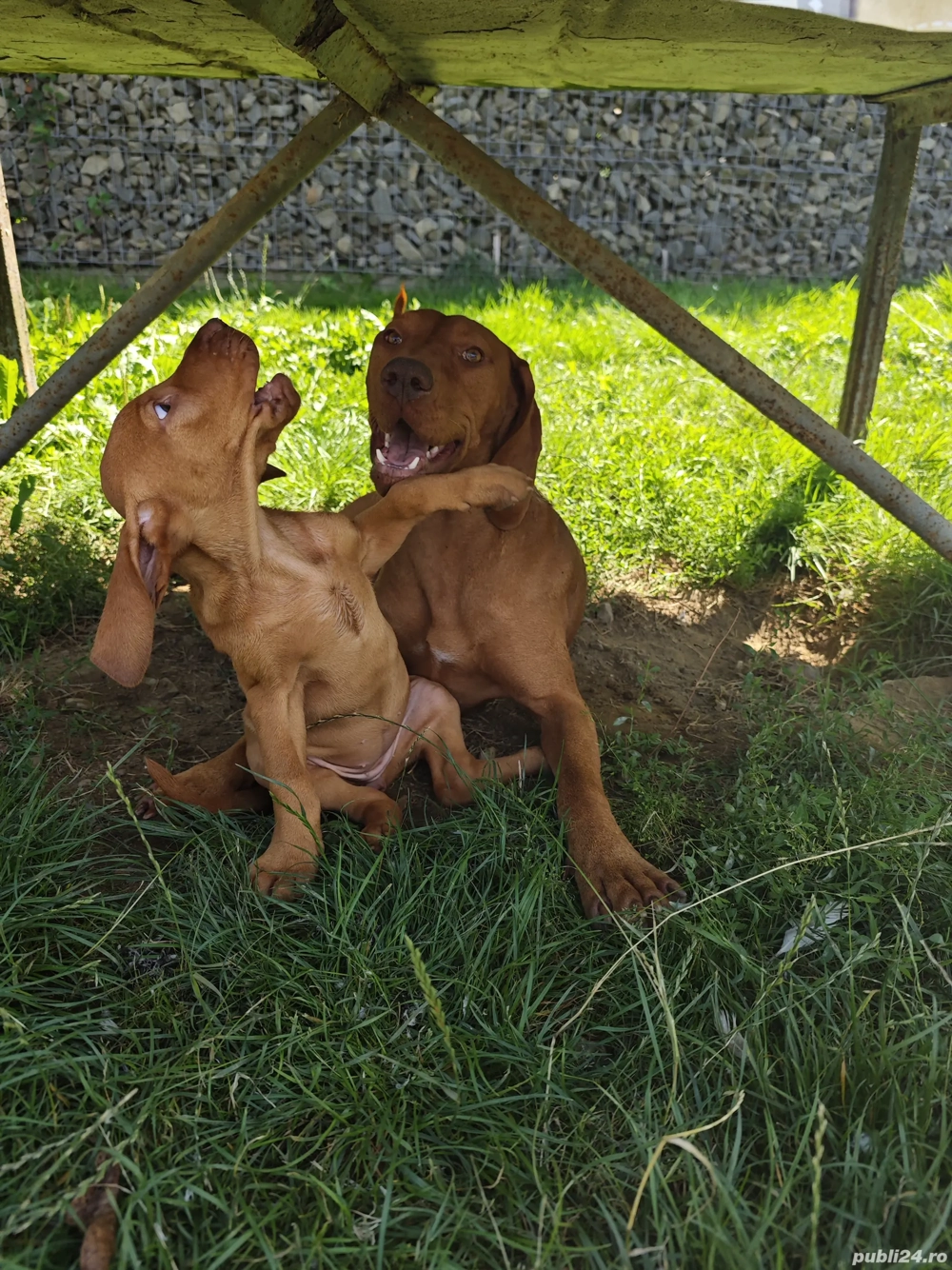 Femelă Vijlă(vizsla) maghiară rasa pură 