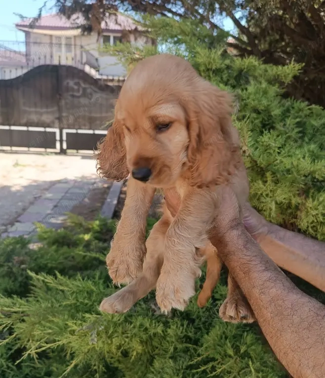 Pui rasa Cocker Spaniel de calitate, cu garanție medicală