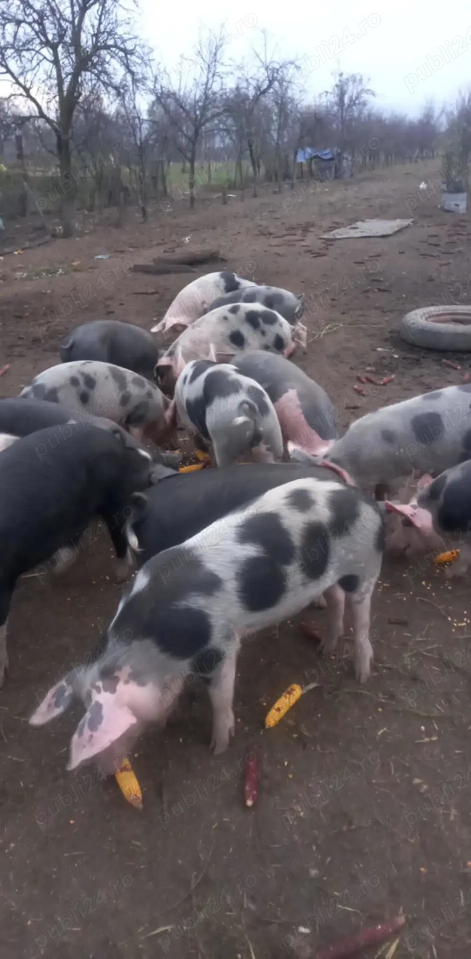 Vand porci crescuți bio cu lucerna și cereale 15 kg