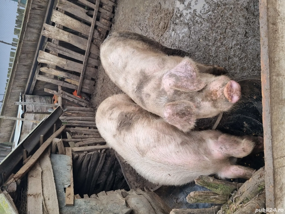 porci de vânzare 