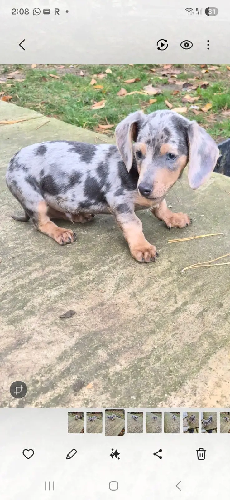 de vânzare cățeluș Teckel 