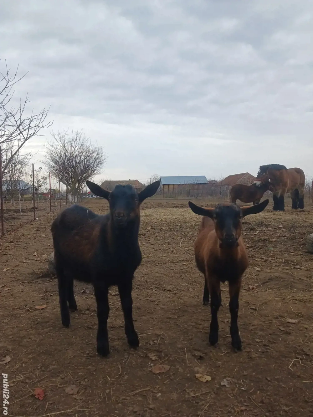 iada si tapii alpini ciut genetic