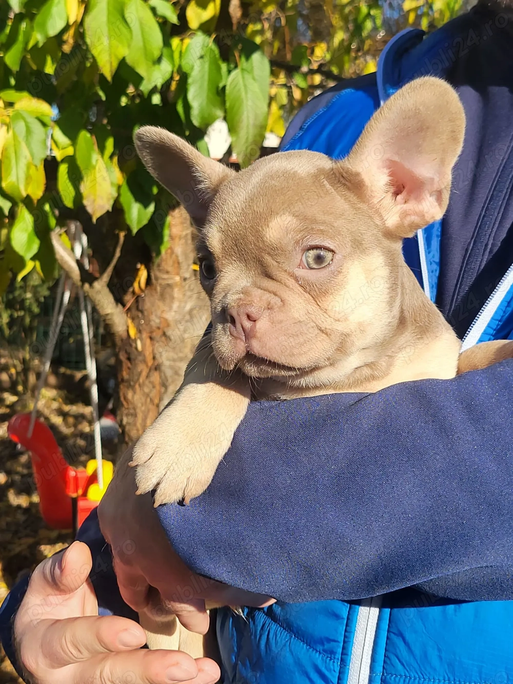 Bulldog francez mascul Isabella