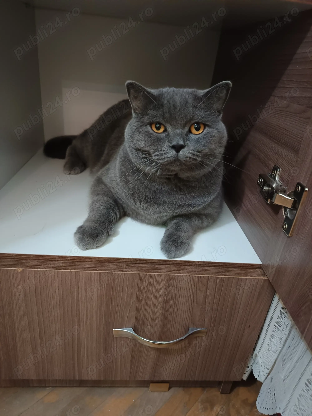 Vând bichon 2 luni și pisica british 2 ani ambii au carnet 