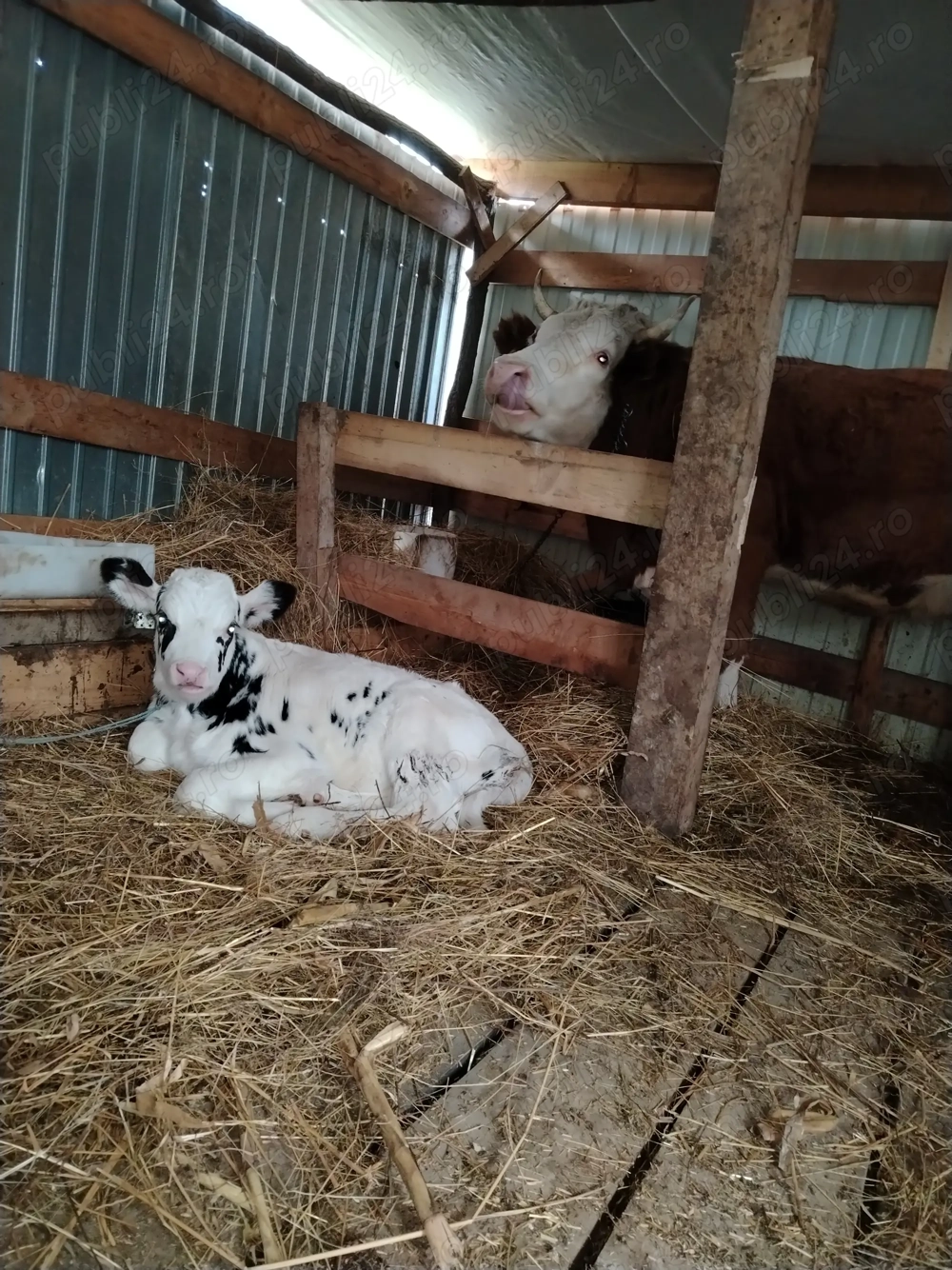 Vând vițel de 3 săptămâni 