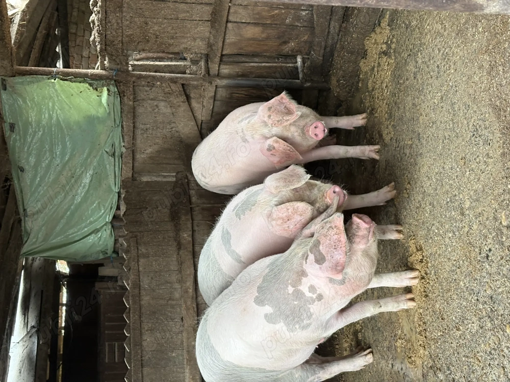 Porci de vânzare!