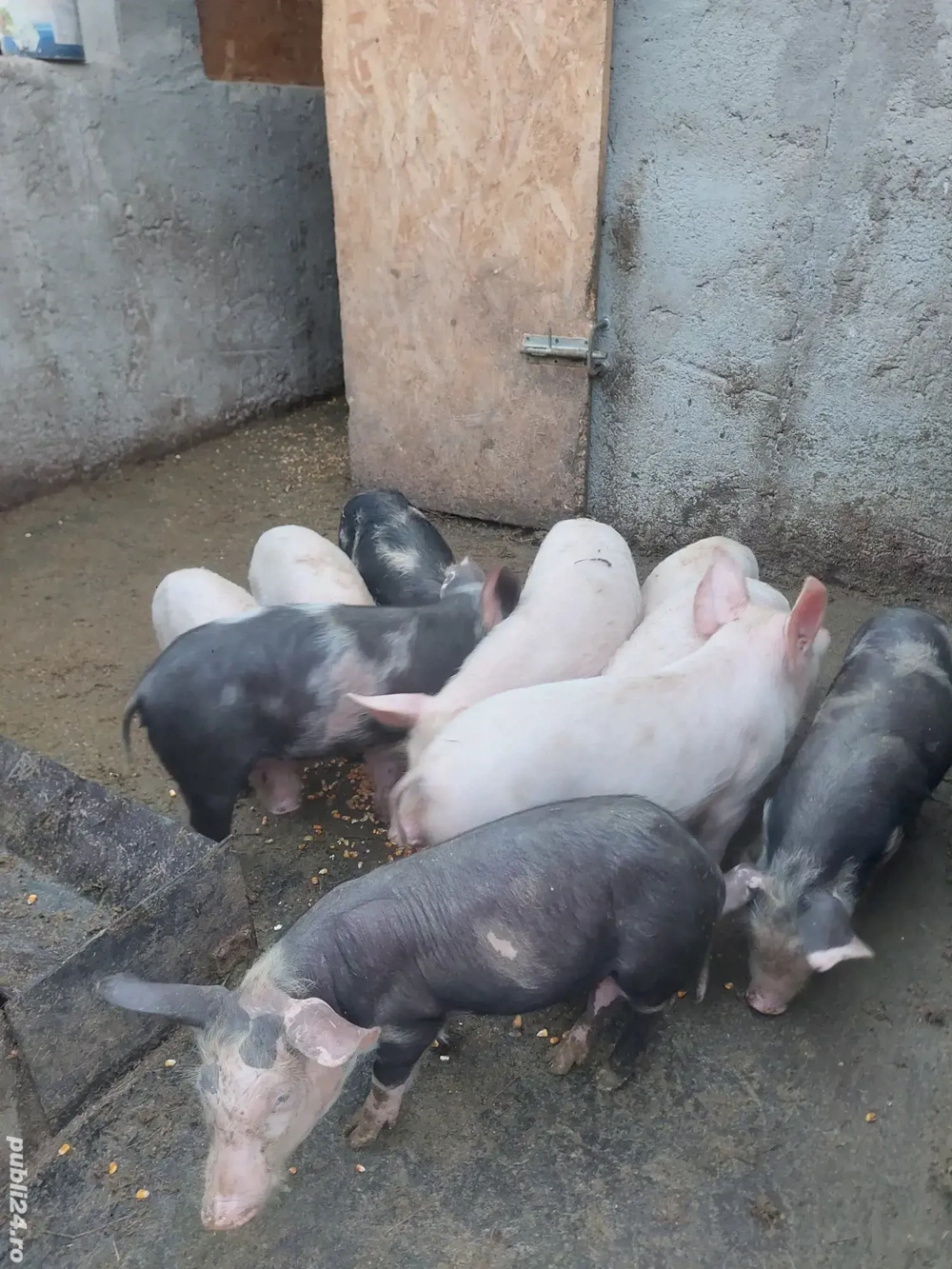 Purceii vârstă 8 săptămâni 