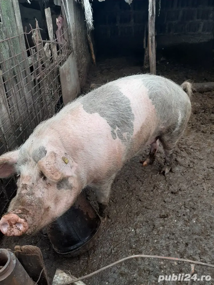 vand porci tuate marimile 