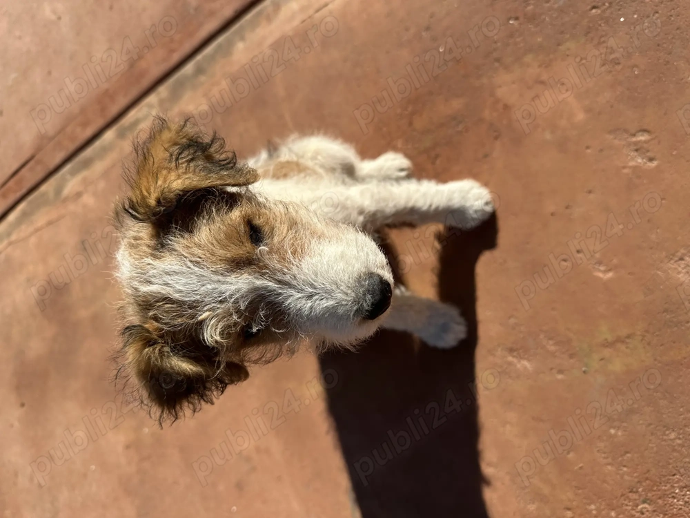 Fox terrier 2 luni și 13 zile .Antideparazitat.
