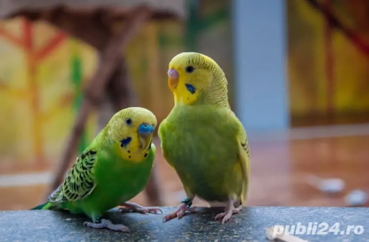 Papagali perusi + colivie 