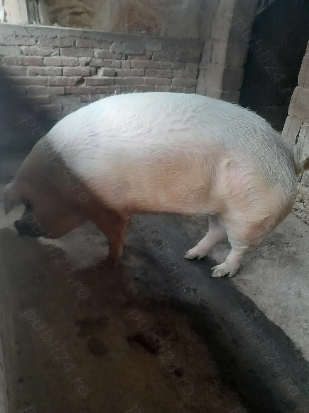 Porc de carne