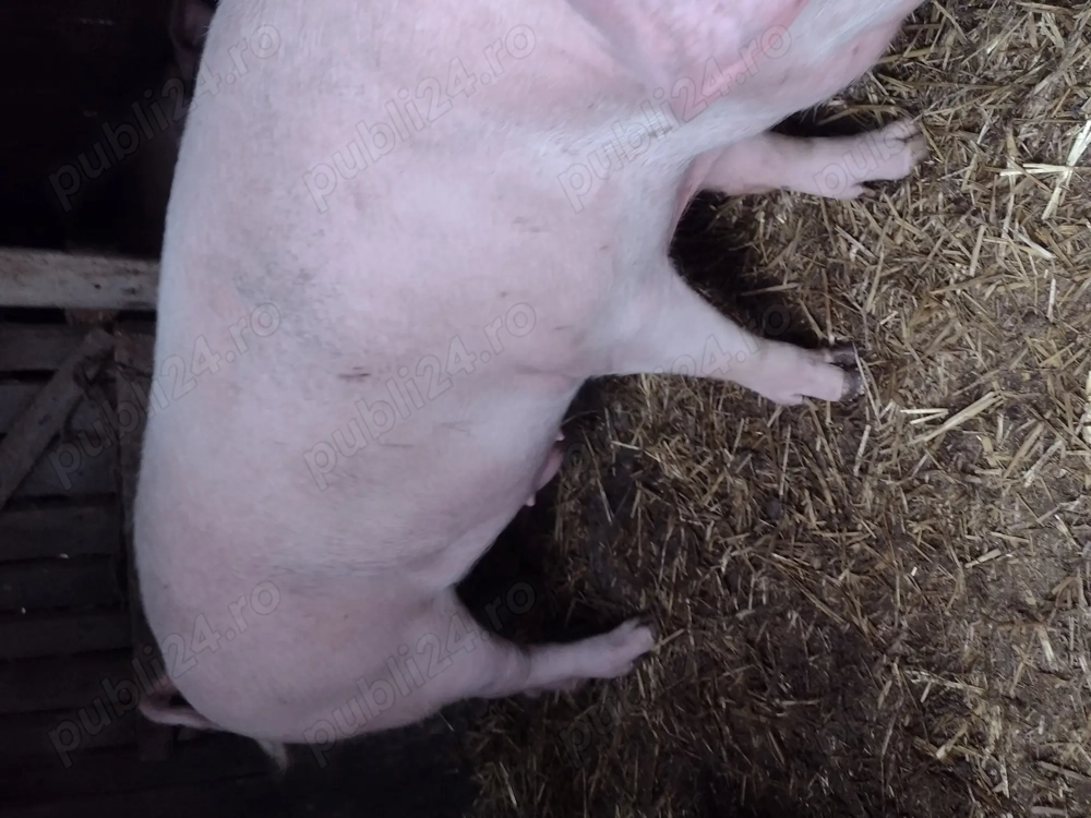 Vand porc Danciulesti Gorj