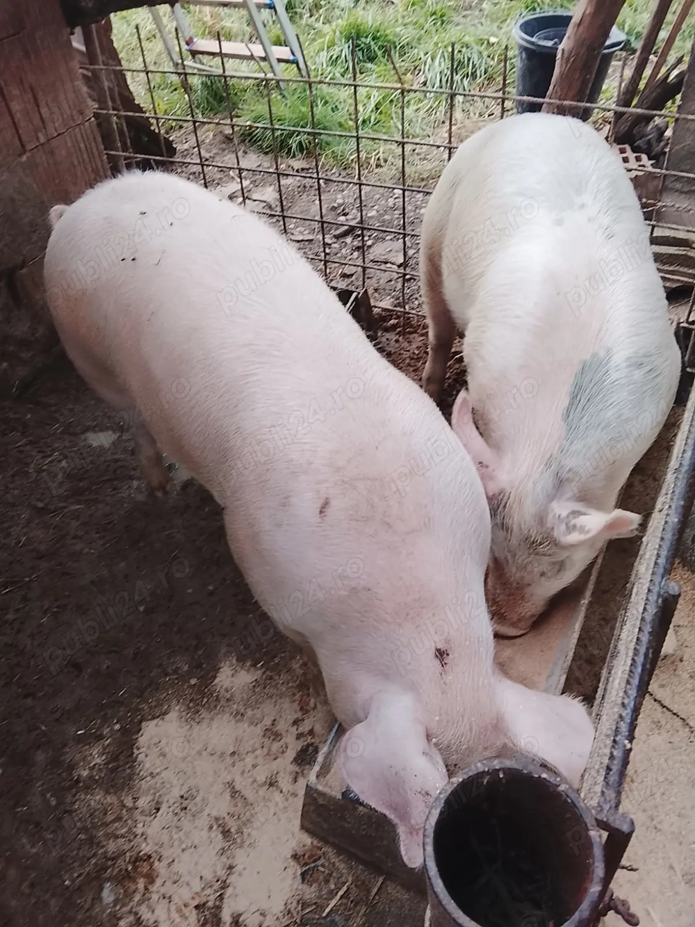 Vând porci pt sacrificat