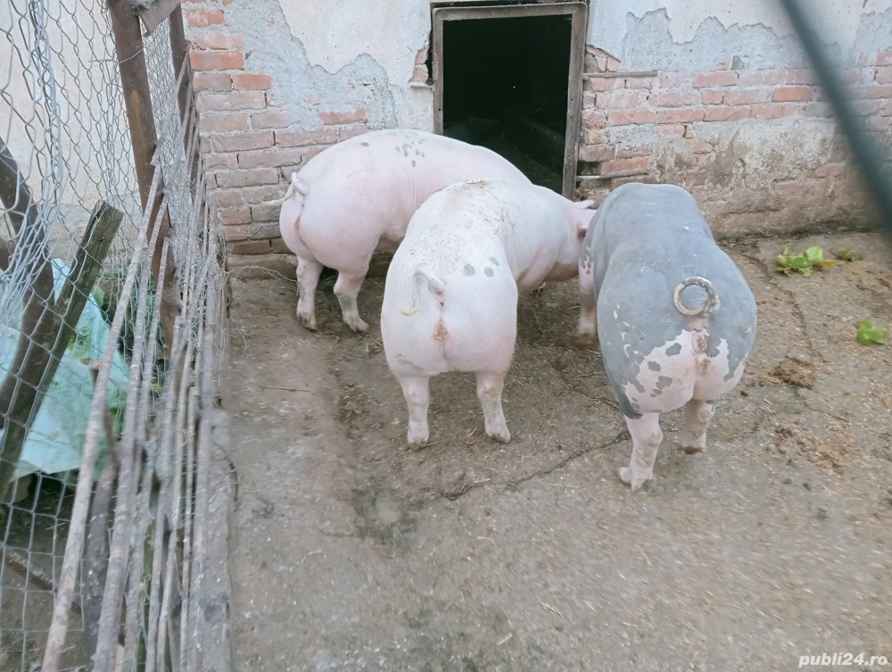 Vând porcii de carne pentru Crăciun în  jur de 130 kg  