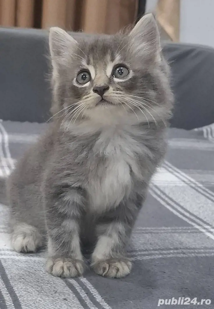 Siberiana de Pădure 