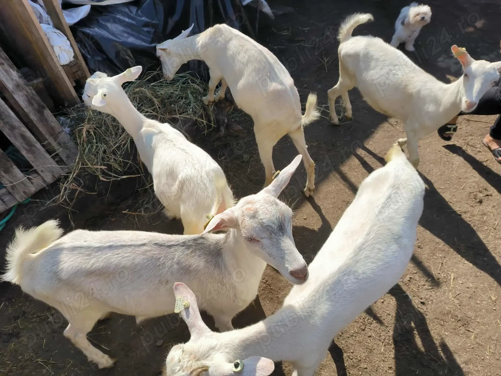 Vindem 7 iede și un ied