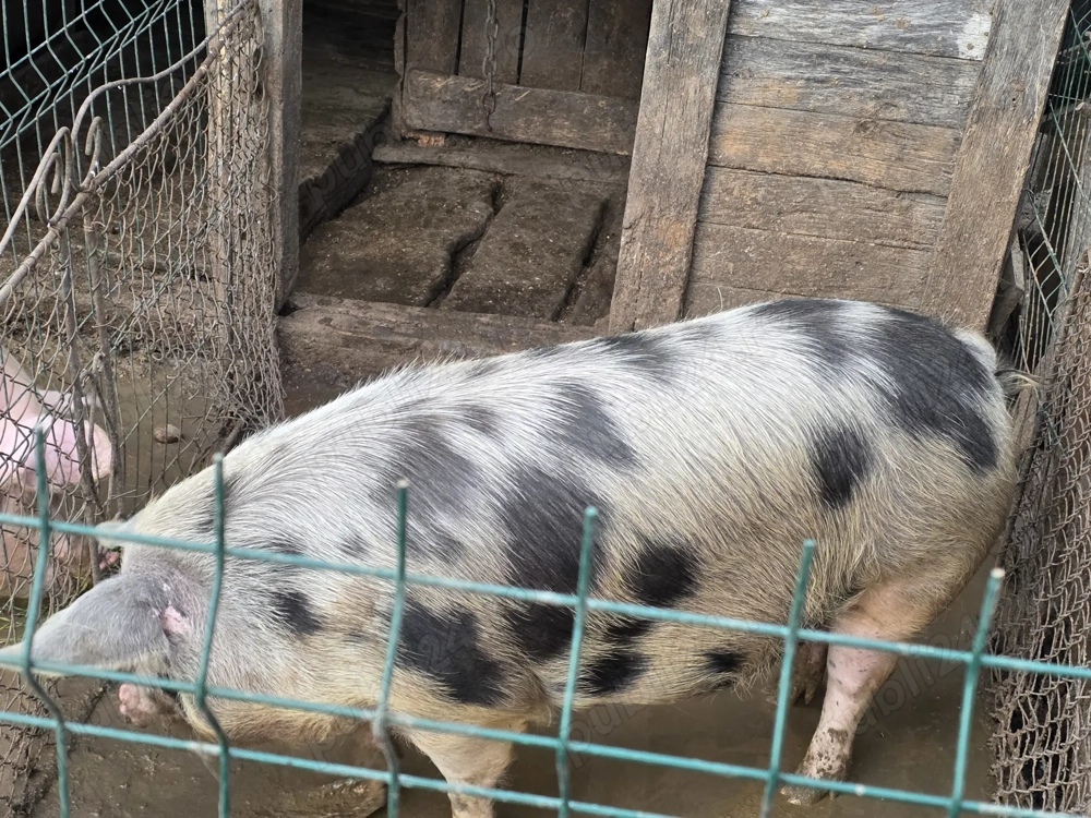 Vând porc crescut in gospodărie!