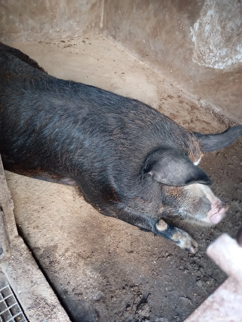 Vând porci pentru Crăciun 