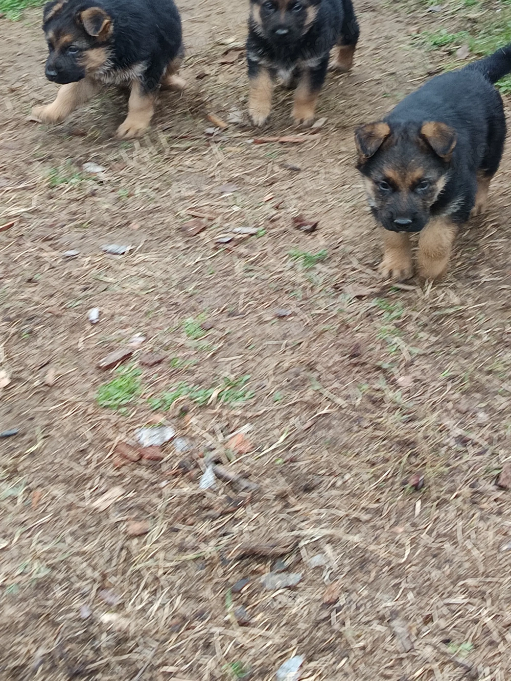 Vând pui Ciobanesc German 