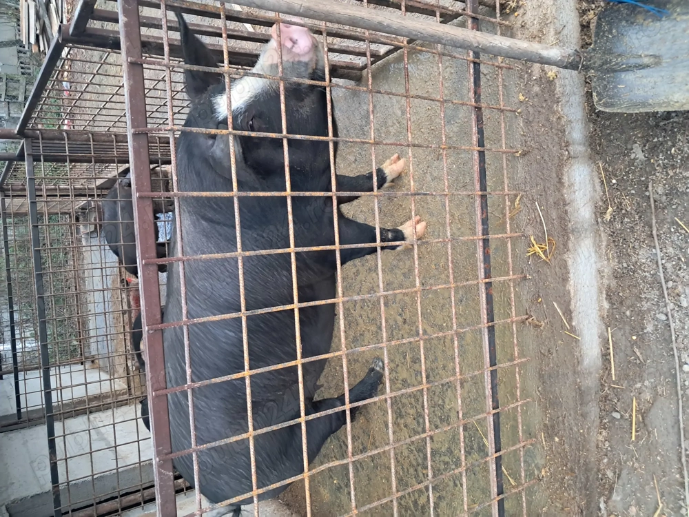 Vând porc 17 lei kg mai multe detalii la nr de telefon 