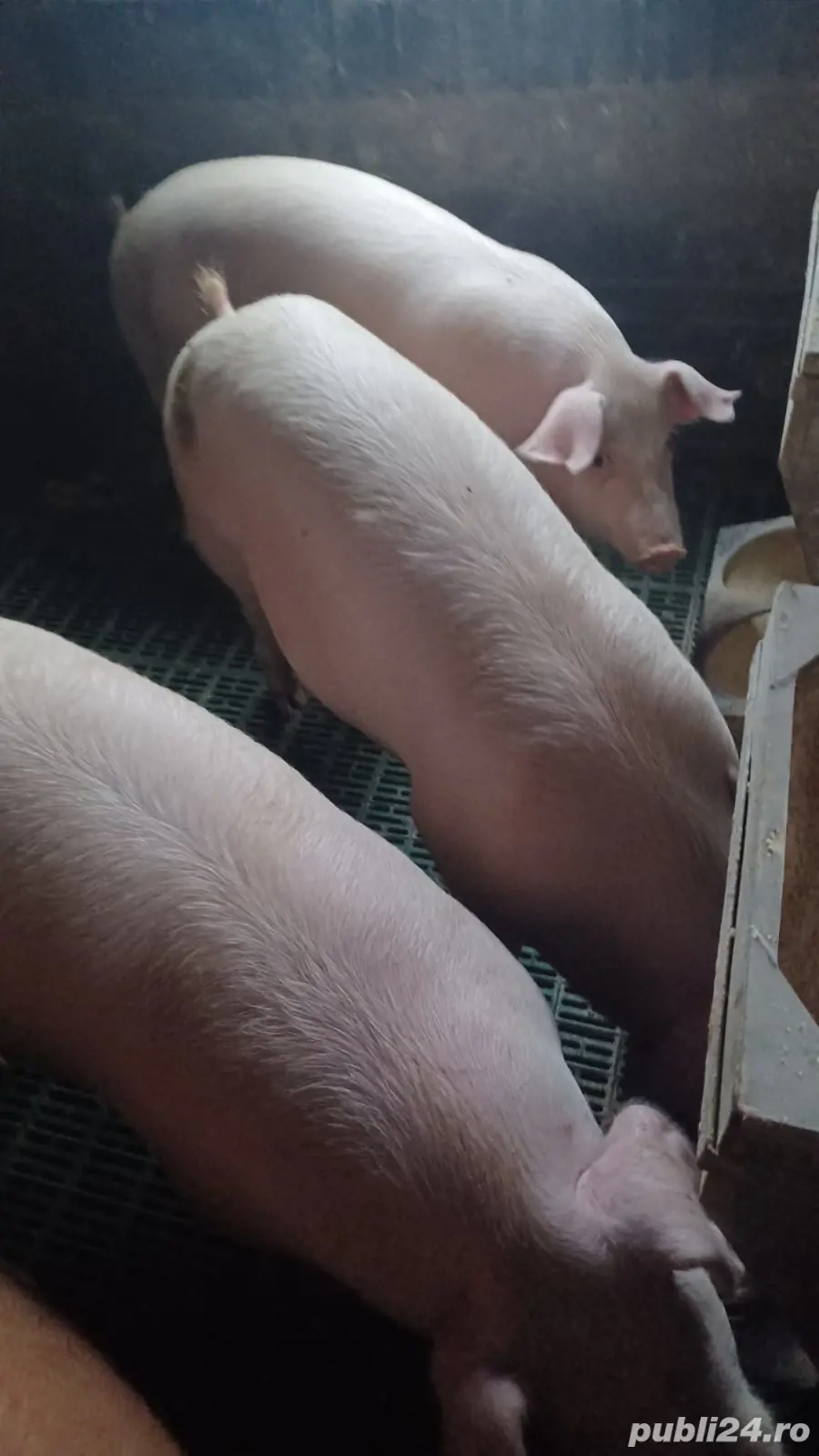 Vand porc de carne 120-140 kg