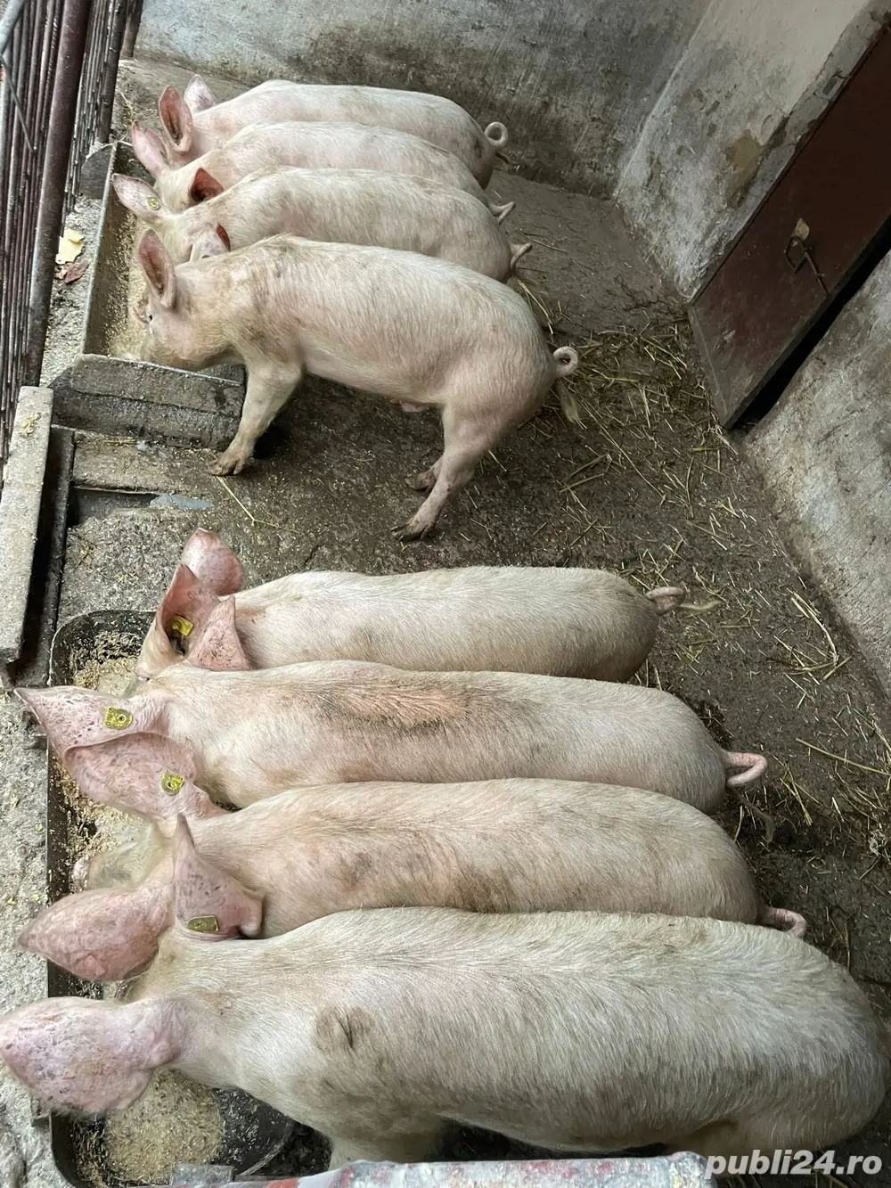 vand porci crescuti la tara BIO 