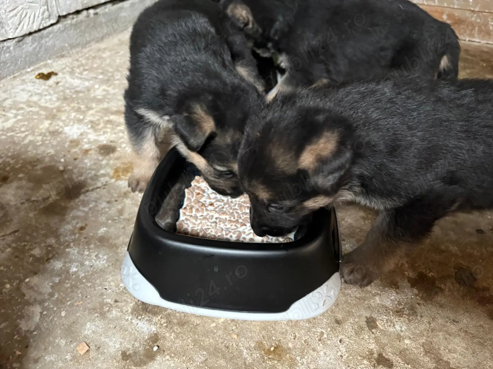 Catei de vanzare rasa ciobanesc german