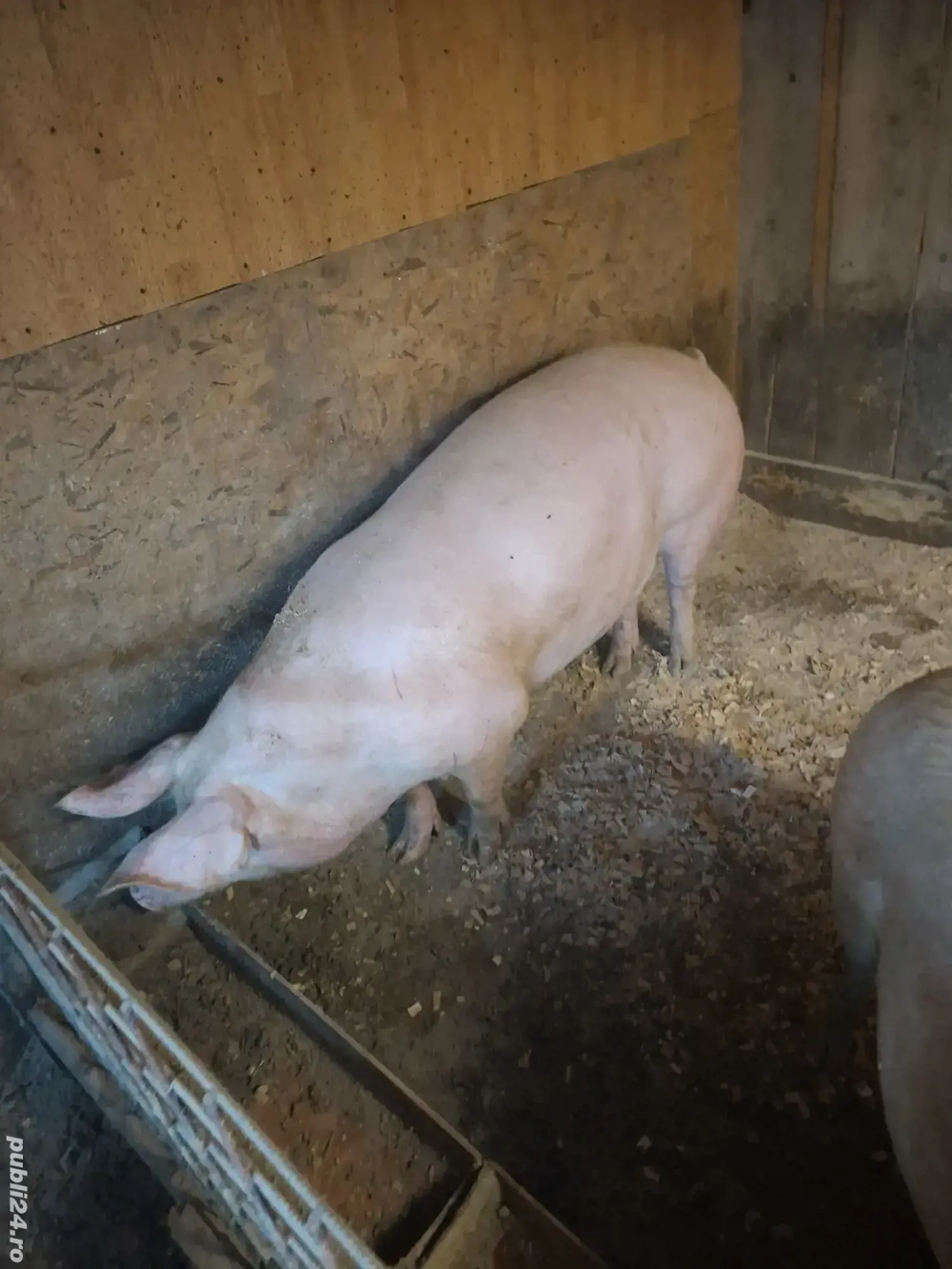 vand porc aproximativ 200 kg