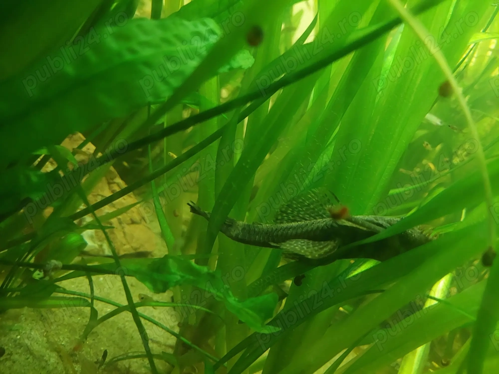 Acvariu 200l cu pești 