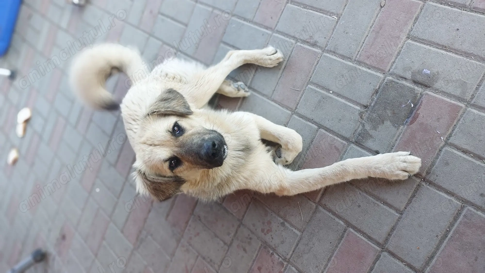 Spre adopție femela metis ciobanesc aproximativ 7-8 luni