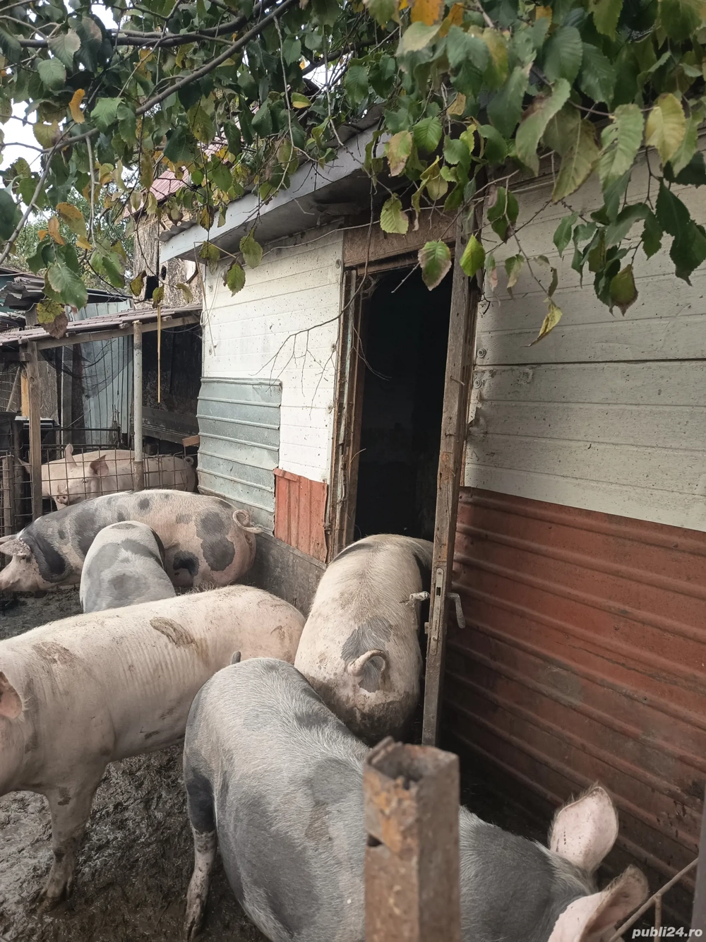 Vând porci ,Bujoreni Teleorman 