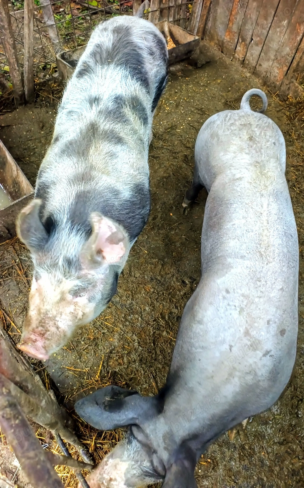 Porci pentru Crăciun diferite rase ( Pietrain, Landrace, Duroc).