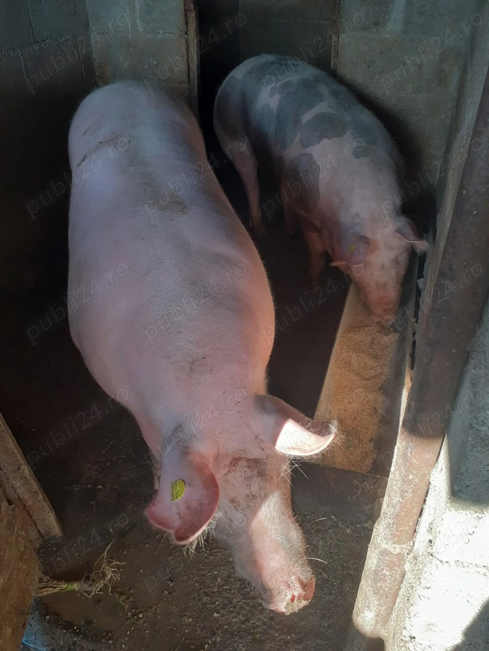 Vând porci Crăciun.