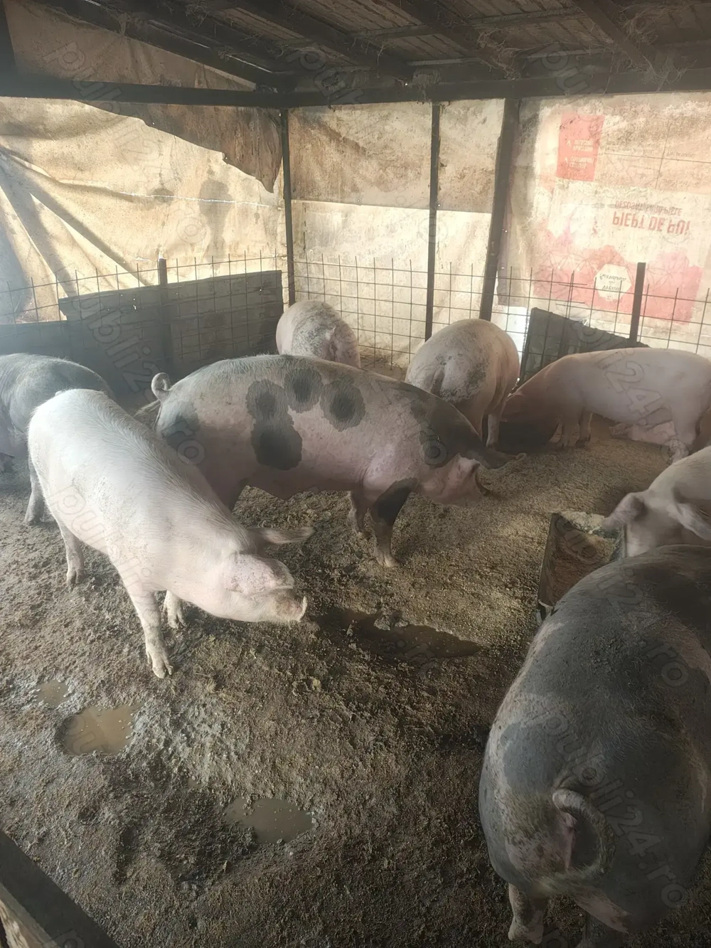 Vând porci de carne 