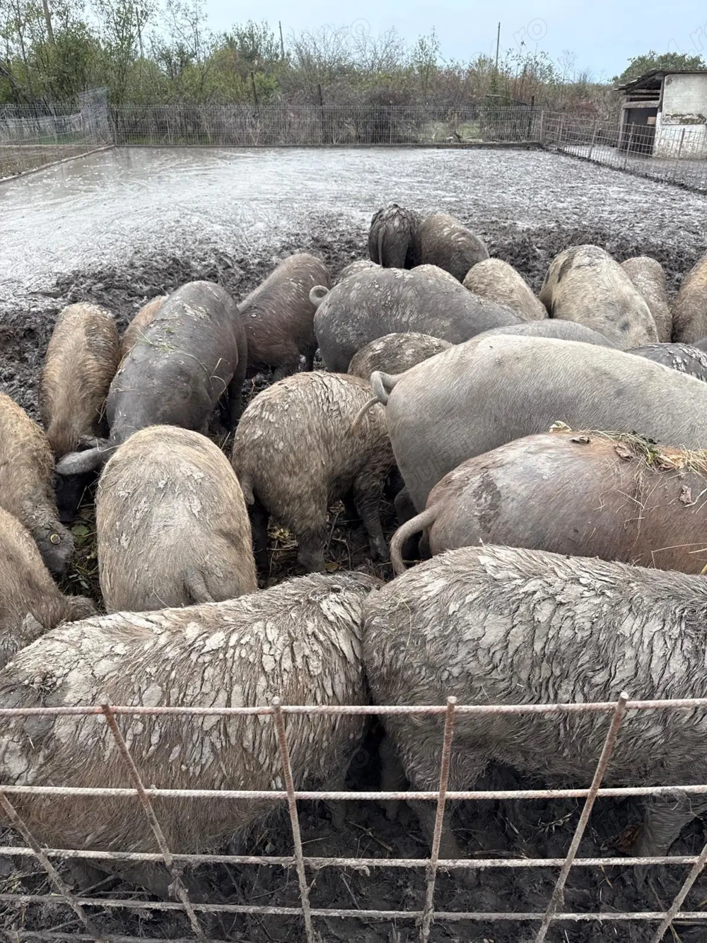 Porci mangalita 70-100 kg