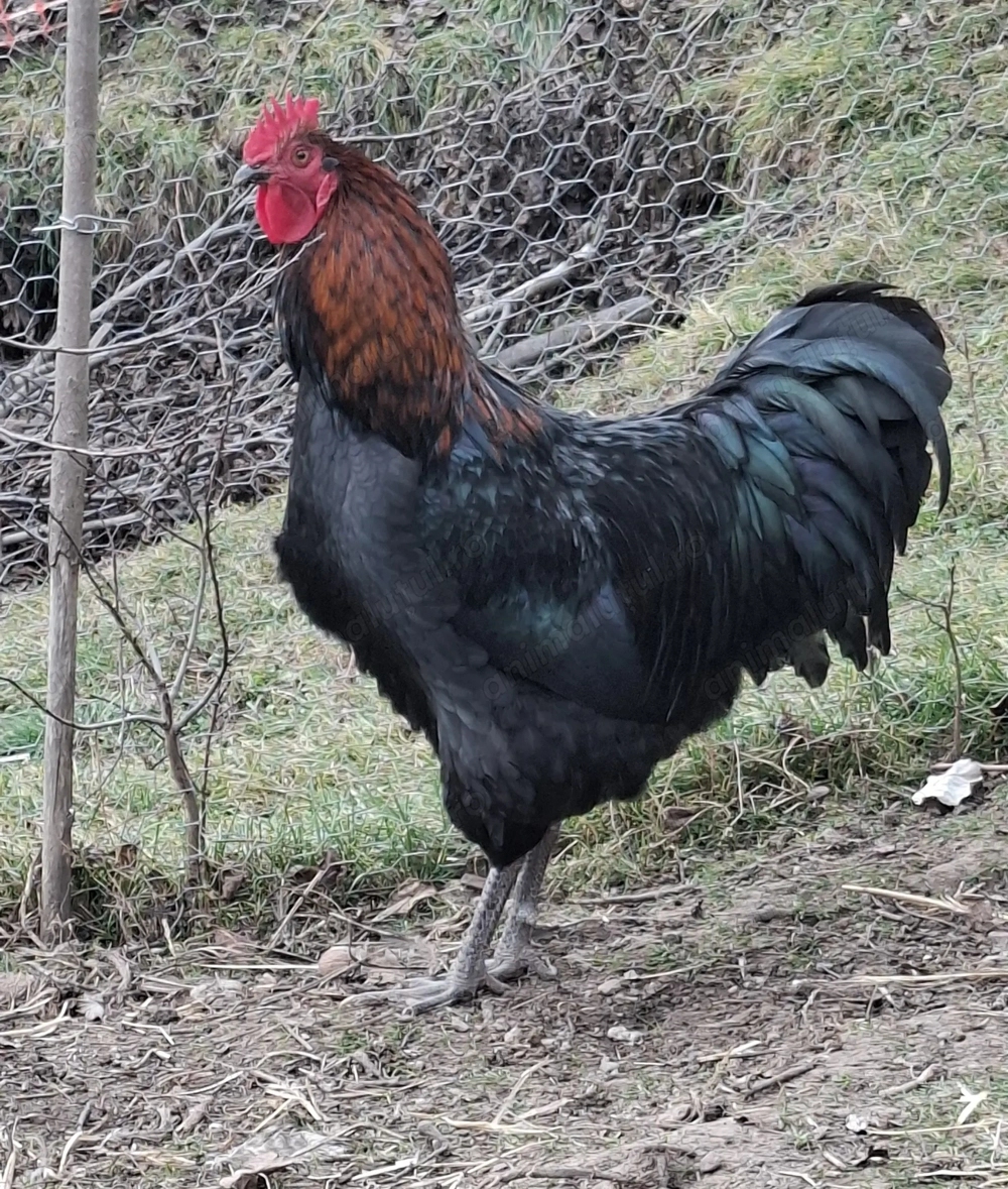 Vând cocoși tineri din primăvară