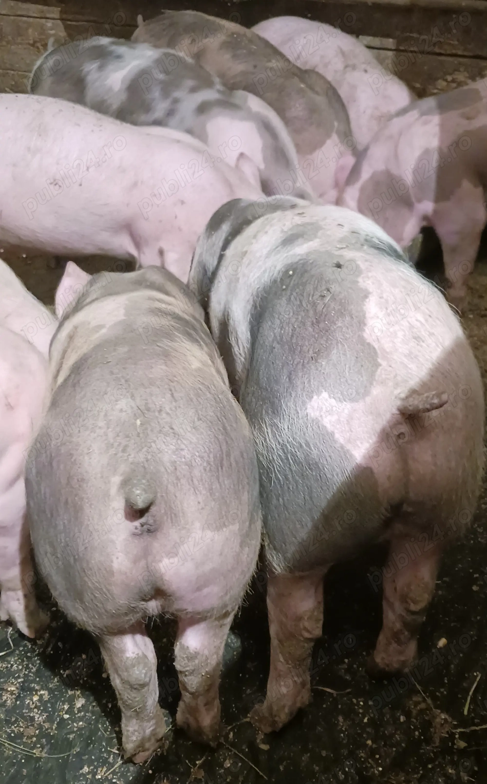 Godinași petrain 45-50 kg castrati 