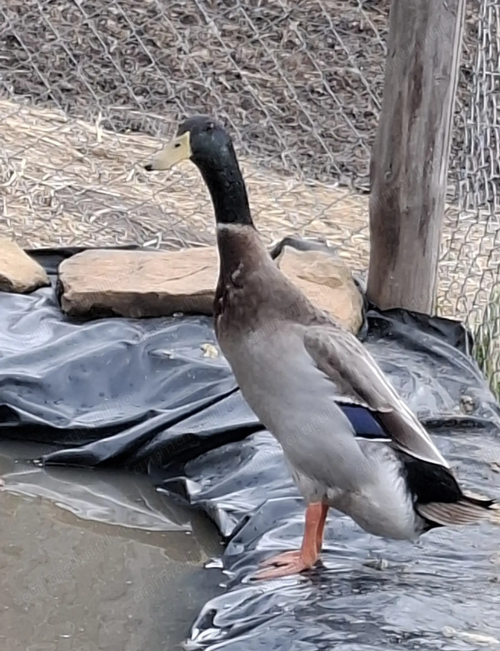 Rață indiană alergatoare 80 lei 