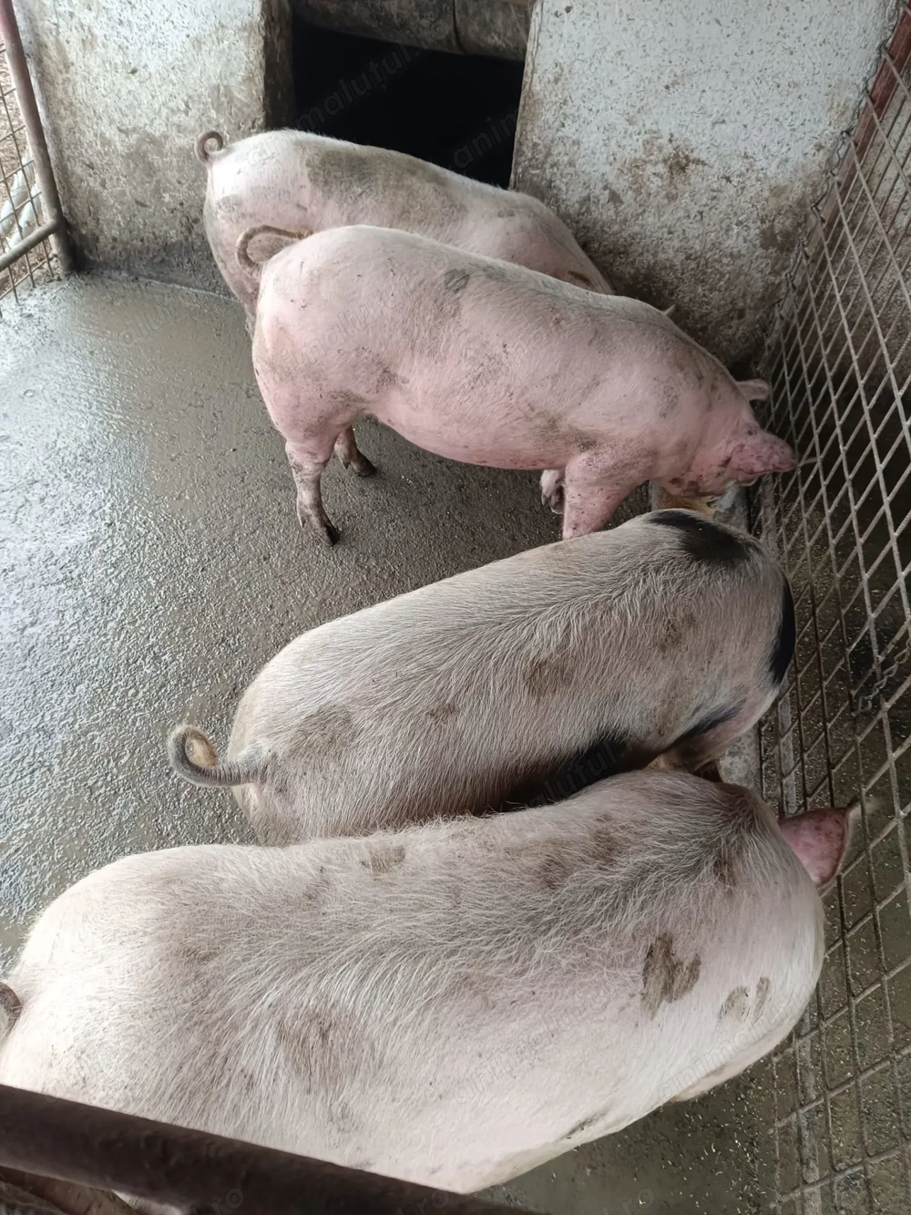 Vând porci de tăiat