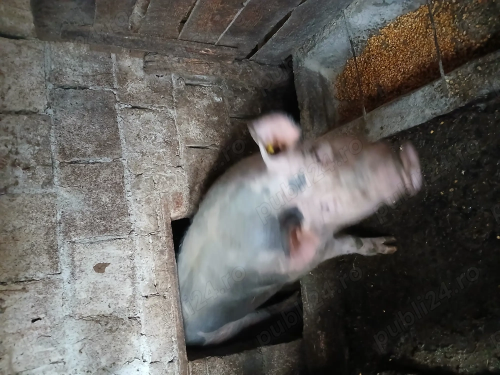 Porci pietrain de tăiat 