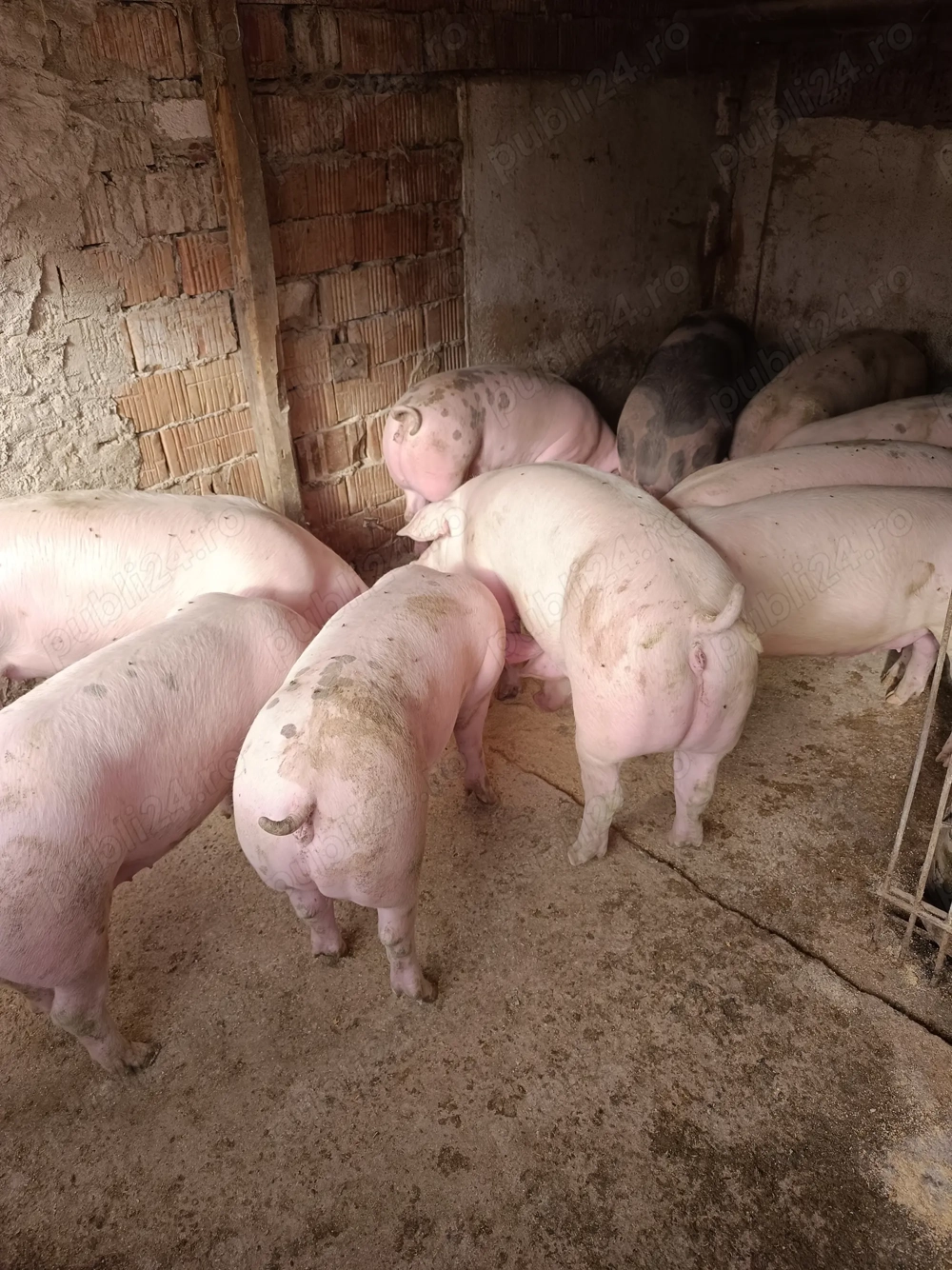 Vând pentru sacrificat între 90 și 130 kg Landrace Pietrain 