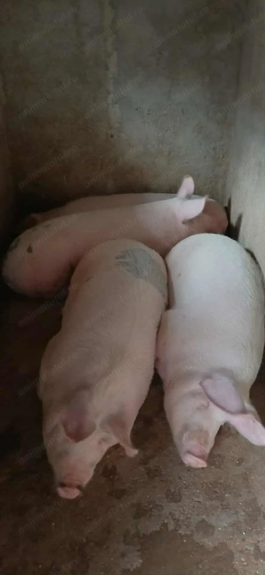 De vinzare, sau rezervare pentru craciun