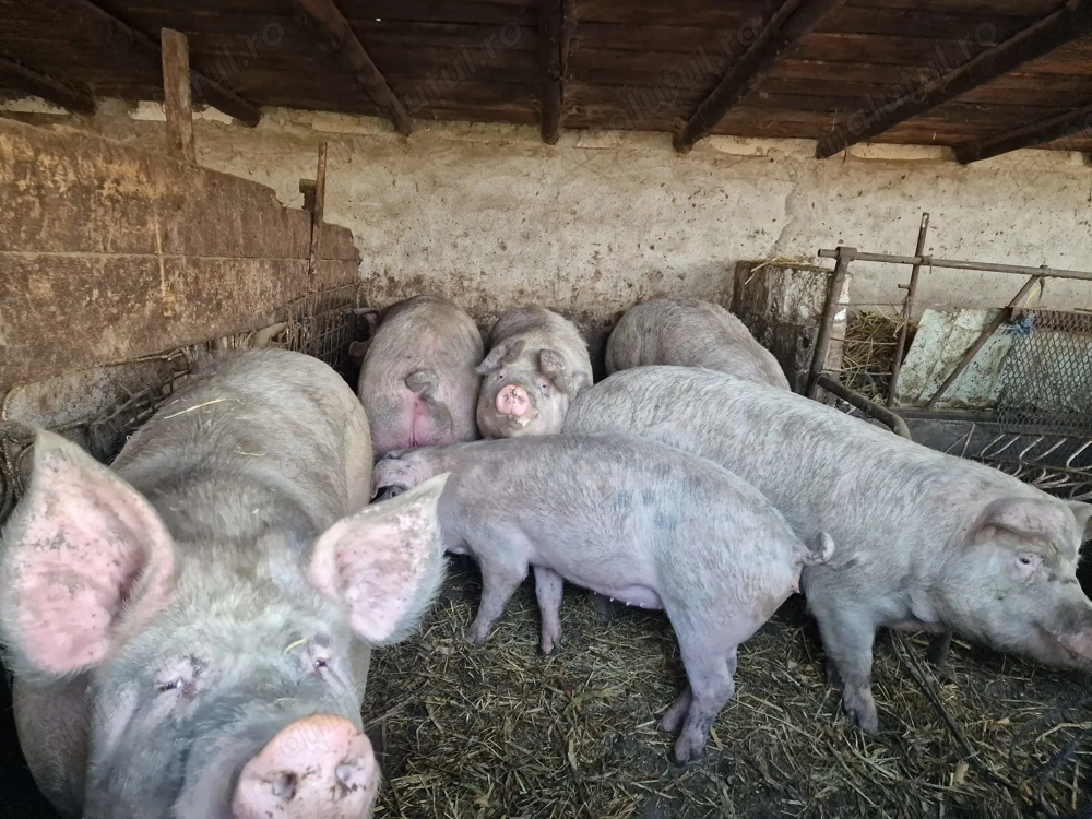 Vand purcei crescuti in gospodarie 