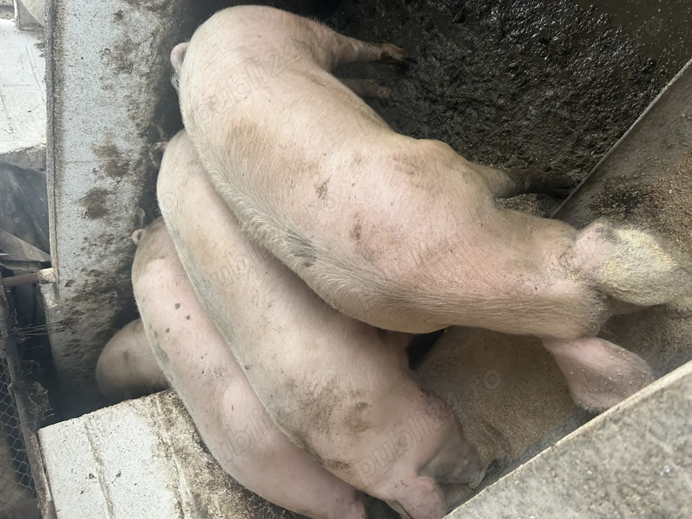 Porci de vanzare 